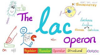 Lac Operon amp Trp operon  Regulator Promotor Operator  A Comprehensive Explanation from A to Z [upl. by Luahs744]