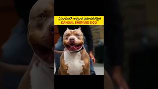 😱ప్రపంచంలో అత్యంత ప్రమాదకరమైన Dog  Mountain Dog Hunter  shorts telugufacts [upl. by Eira]