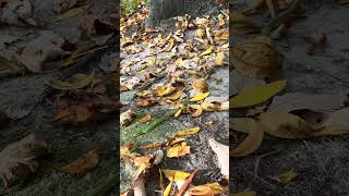 Rough Green Snake  Opheodrys aestivus  🍂🐍🍁 [upl. by Kendry142]