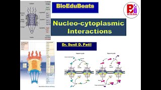 Nucleocytoplasmic Interactions [upl. by Ajnin]