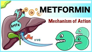 Metformin Mechanism of Action [upl. by Wrdna821]