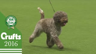 Best of Breed  Lagotto Romagnolo  Crufts 2016 [upl. by Doelling]