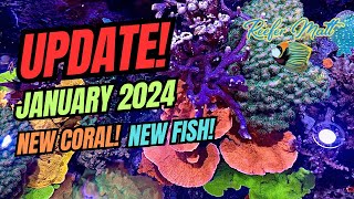 January 2024 Reef Tank Updates New Coral New Fish and New Equipment [upl. by Alamac]