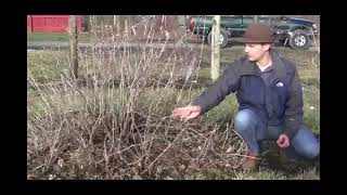 Difference Between Trained and Untrained Currant Plants Video [upl. by Yekcin39]