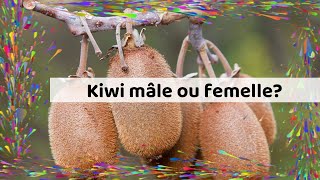 Kiwi mâle ou femelle [upl. by Noillid662]