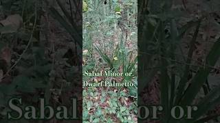 Sabal Minor in the Wild [upl. by Burlie91]