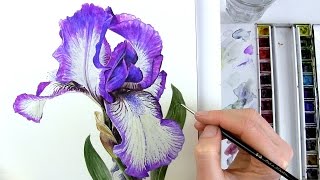 How to paint realistic botanical bearded Iris in watercolour with Anna Mason [upl. by Nerot]