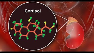 ¿El Omega 3 realmente te ayuda a bajar el cortisol [upl. by Sidon]