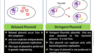 Definition of Plasmid Relaxed Plasmid vs Stringent Plasmid Functions of Plasmid in Bacterial cell [upl. by Dixon]