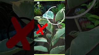 How To prune rubber plant rubberplant indoorplant plantinfo [upl. by Severson]