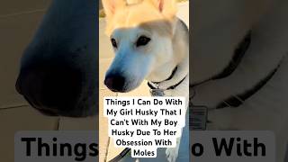 Husky is obsessed with mole holes siberianhusky funnydogvideo [upl. by Esbenshade965]