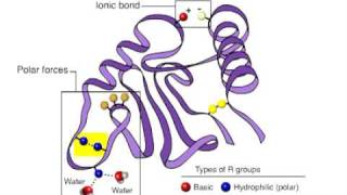 tertiary structure [upl. by Luapnhoj30]