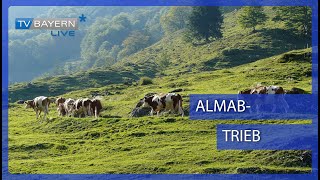 Almabtrieb in Franken [upl. by Schuster]