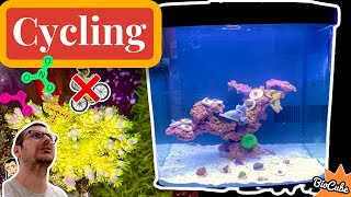 Nitrogen Cycle Explained   BioCube 32G  Full Reef Tank Cycle  Reefing For Beginners [upl. by Liddy]