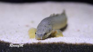 Polypterus senegalus eating Tropical Tanganyikan Chips [upl. by Eciralc634]