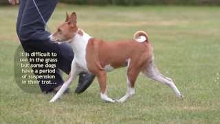 The Basenji Trot 3 [upl. by Greyso400]