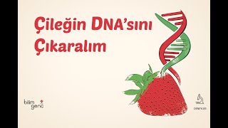 Çileğin DNA’sını Çıkaralım [upl. by Liamaj]