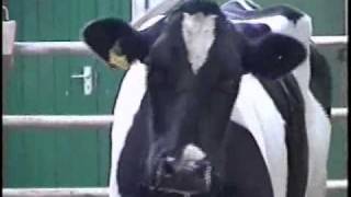 Cow with head tremor 35mb catheadtremorwmv [upl. by Dhiman554]