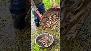 The process of catching loaches in paddy fields [upl. by Duvall]