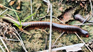 Catch and observe giant millipedes during dry period [upl. by Gaut]