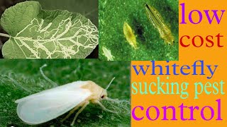 whitefly control  सफेद मक्खी नियंत्रण  all agriculture [upl. by Alcinia]