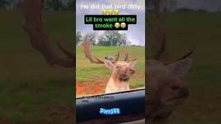 That deer did that bird dirty 😭😭😭 [upl. by Payton]