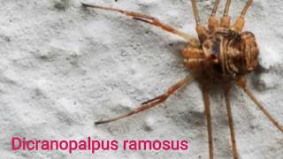 Dicranopalpus ramosus [upl. by Nivaj]