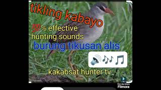 burung tikusan alis tunog ng tikling kabayo bird sound 💯 effective [upl. by Roxy454]