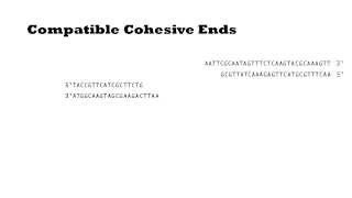 T4 DNA Ligase [upl. by Eelik]