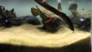 Freshwater frogfish  goldfish feeding [upl. by Madea]