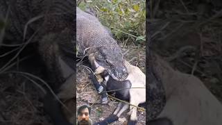 the tranquility of the Komodo dragon hunting prey [upl. by Suoivatco]