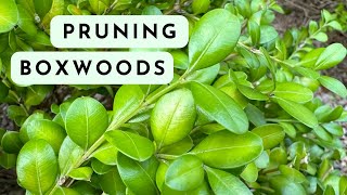 How to Prune Overgrown Boxwoods with Closeup Examples [upl. by Tiphany178]