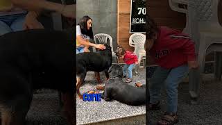 Mother Of Rottweilers Playing With Human Child And Two Big Guard Rottweiler shorts rottweiler [upl. by Scherle]