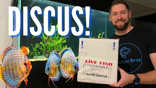 UNBOXING DISCUS Fish for the New 90 Gallon Aquarium [upl. by Va]