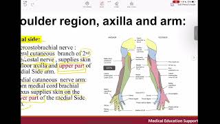 Cutaneous innervation of upper limb [upl. by Direj]