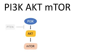 PI3K AKT mTOR Pathway and the effects [upl. by Eiwoh97]