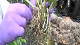 The Orchid Doctor  How to Mount an Orchid Part 2  orchidmania south florida [upl. by Vanhomrigh302]