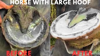 Shire Horse  Hoof Trimming Satisfying Compilation [upl. by Raymond]