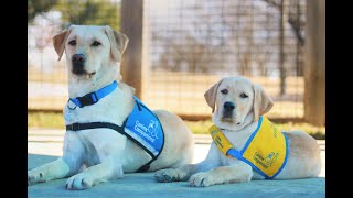 Graduation Ceremony  Northeast Region  June 7 2024  Canine Companions [upl. by Zanze]