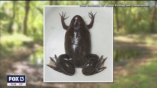 Potentially invasive African tropical clawed frog found in Florida [upl. by Eihcir]