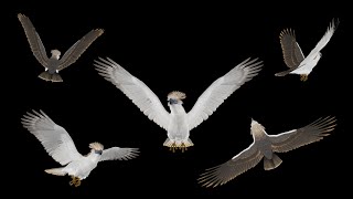 Great Philippine Eagle  Flying Loops and Transitions [upl. by Beitz73]