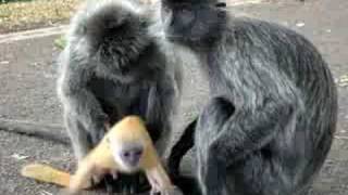 My turn with the Baby Monkey [upl. by Willi77]