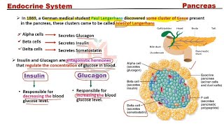 Pancreas  Endocrine Functions of Pancreas [upl. by Alrrats]