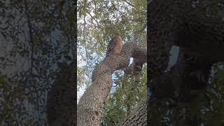 Red Shouldered Hawk Precariously Balanced on Vertical Section of Live Oak Tree Oviedo Florida [upl. by Adnaerb]