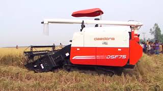 Daedong Combine Harvester  Alim Industries Ltd [upl. by Yrtnahc]