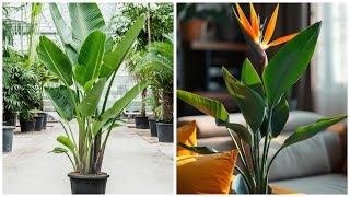 How to Care for a Bird of Paradise Simple Tips for Lush Growth [upl. by Oppen]