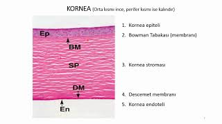 01 Göz Histolojisi I [upl. by Garrard910]