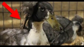 This Duck Has a Foot Growing On Its Head  Smarter Every Day 25 [upl. by Nevil]