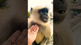 Jinka Bharosa veer hanuman monkey trending yshorts viral yshorts [upl. by Dlanigger]