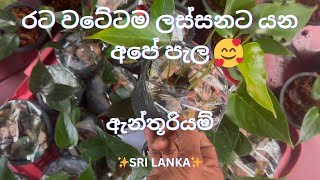 ඔන්න අදත් ලංකාව වටේම යන අපේ පැටවුන්🥰👻  Alankara Plants🔥 0711656785 anthuriumplant garden [upl. by Burn158]